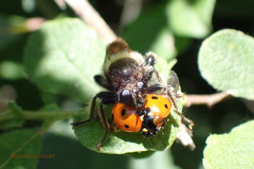 Laphria flava